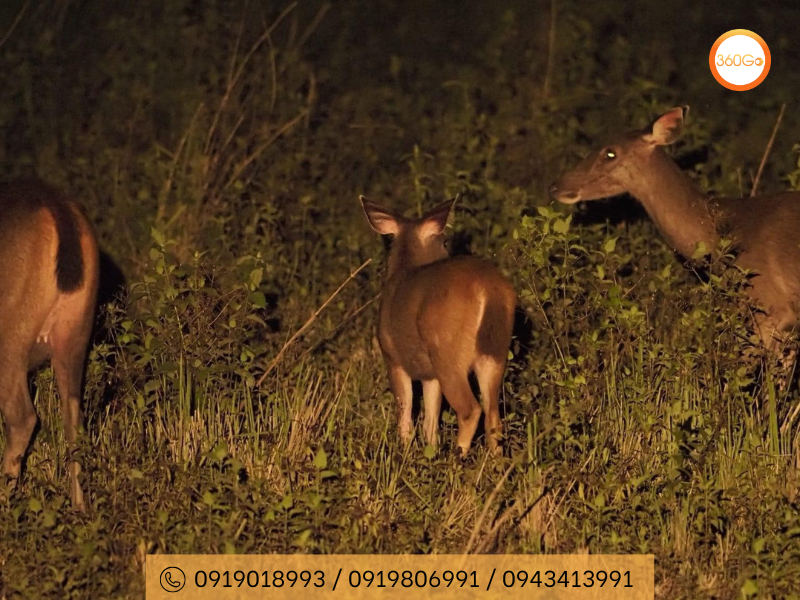 Động vật hoang dã vào ban đêm - Du lịch 360Go 